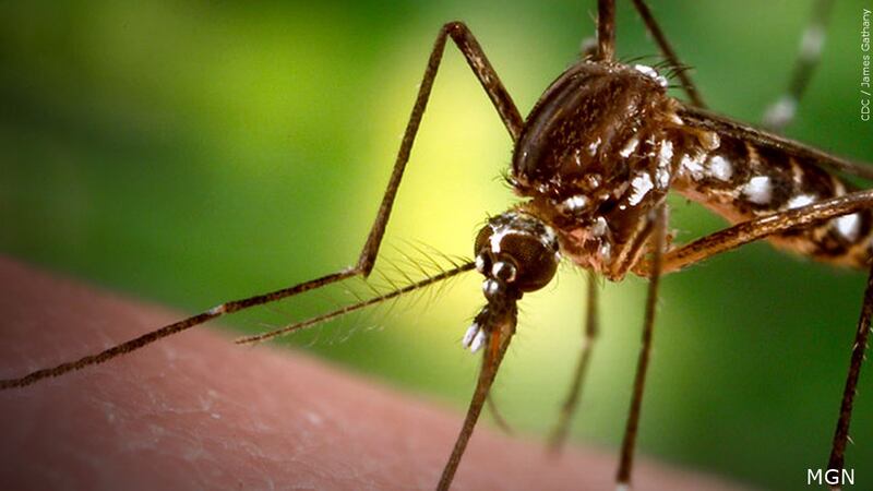 Argumento sobre mosquito termina en arresto.