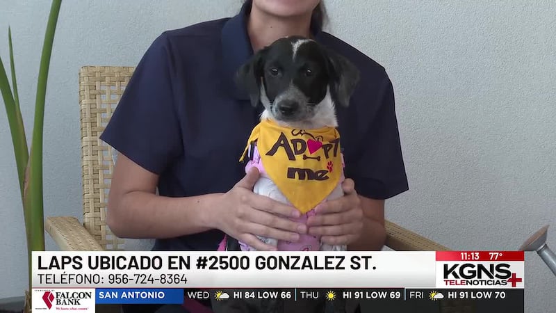 ¡Conoce a “Ari” nuestra Mascota de la Semana!
