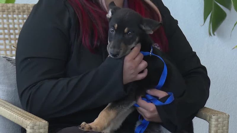 ¡Conoce a “Pinta” nuestra Mascota de la Semana!