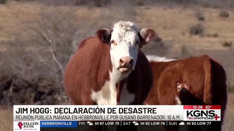 Declaran desastre en el Condado de Jim Hogg ante amenaza de gusano barrenador en Texas