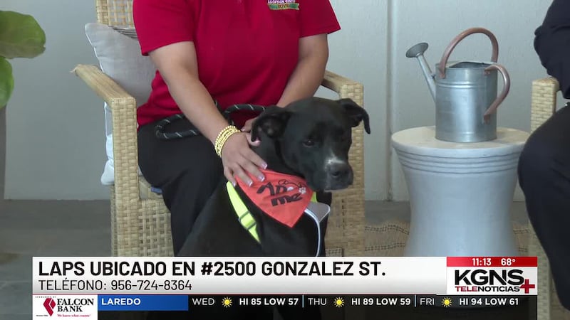 ¡Conoce a “Shadow” nuestra Mascota de la Semana!