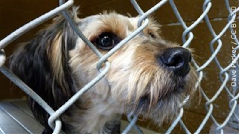 LAPS to host pet adoption events Saturday
