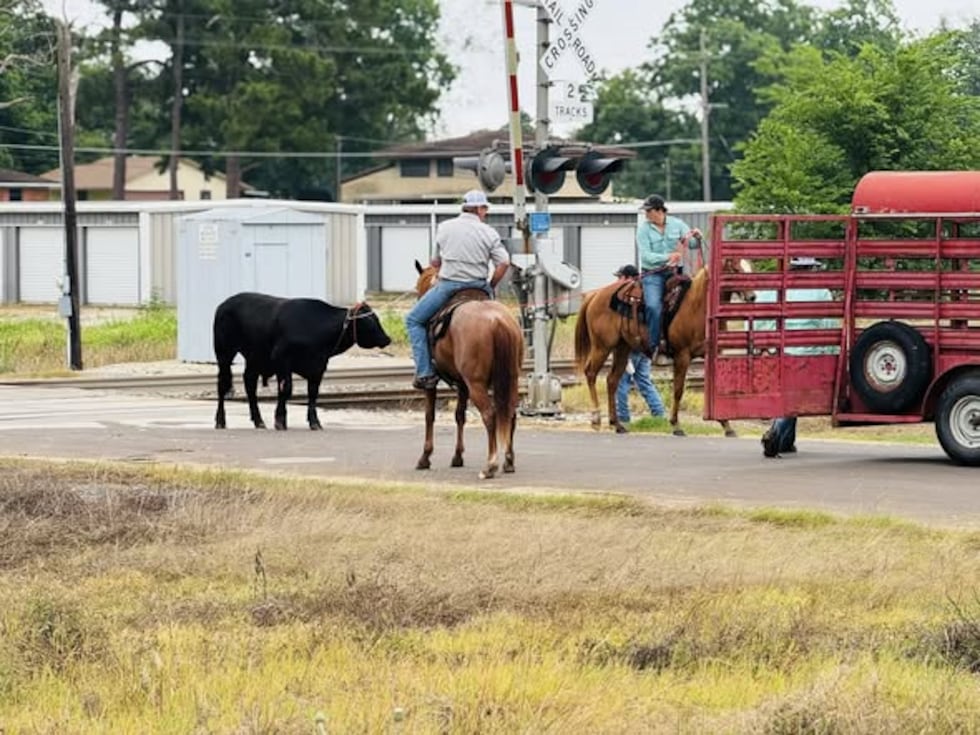 Una localidad de Texas se convierte en un corral de ganado después de que un camión de 18...