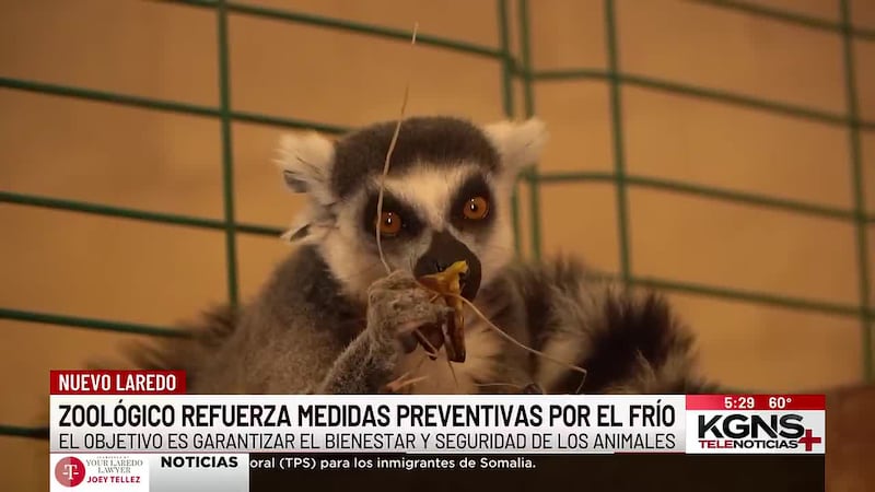 Zoológico de Nuevo Laredo refuerza medidas preventivas por el frío