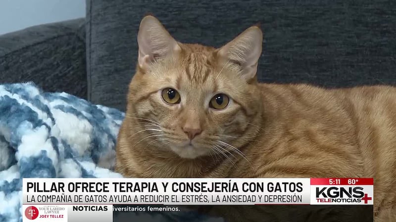 PILLAR ofrece terapia y consejería con gatos