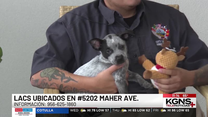 ¡Conoce a “Poe” nuestra Mascota de la Semana!