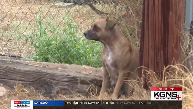 Condado de Webb discute asociación para el control animal