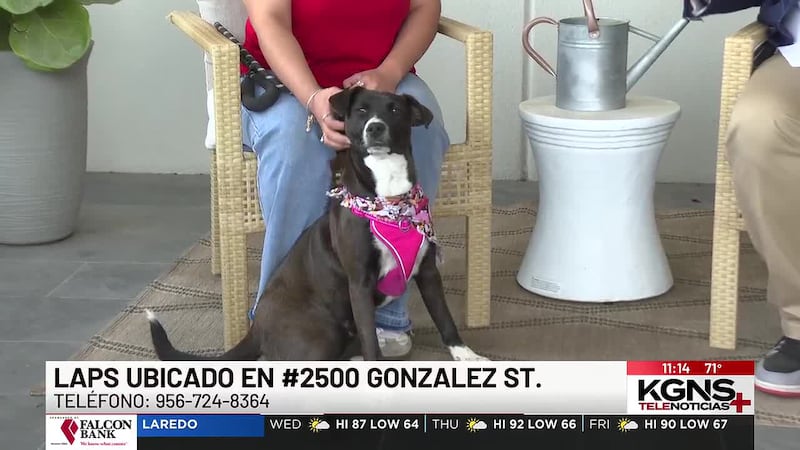 ¡Conoce a "Comet" nuestra Mascota de la Semana!