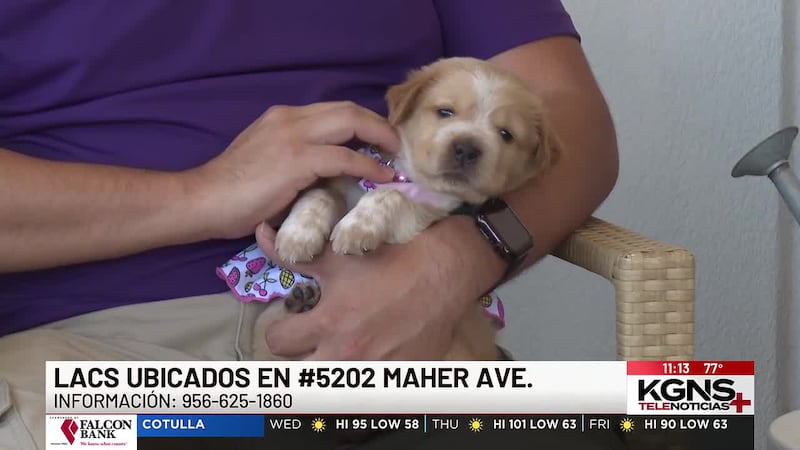 ¡Conoce a “Potato” nuestra Mascota de la Semana!