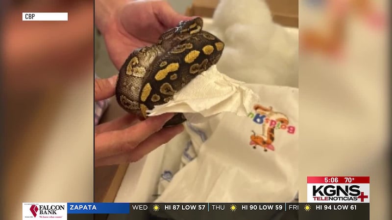 Descubren 39 pitones en Puente del Comercio Mundial