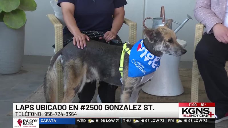 ¡Conoce a “Tex” nuestra Mascota de la Semana!