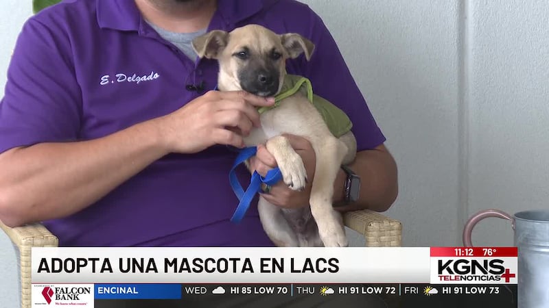 ¡Conoce a “Little Oak” nuestra Mascota de la Semana!