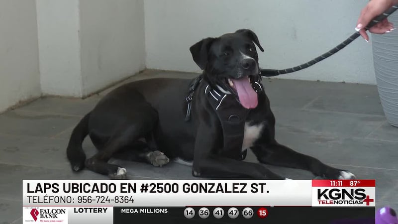 ¡Conoce a “Lucky” nuestra Mascota de la Semana!