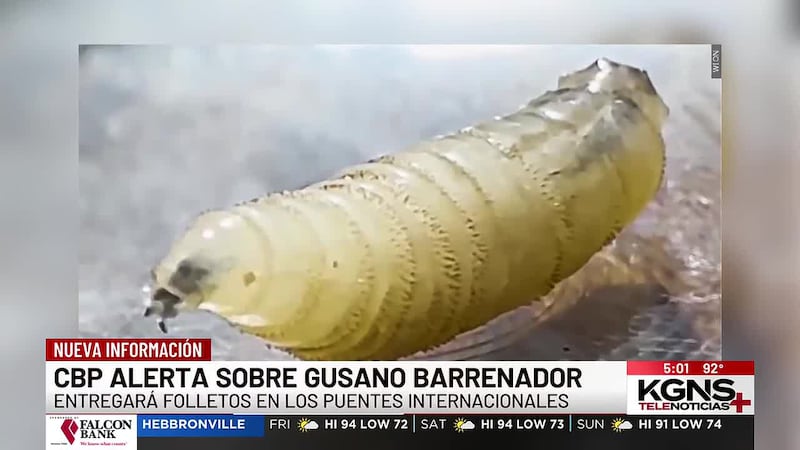CBP alerta por gusano barrenador cerca de la frontera