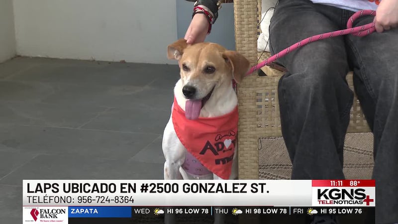 ¡Conoce a “Leila” nuestra Mascota de la Semana!