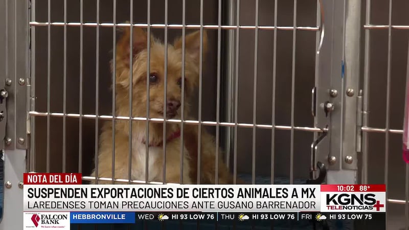 Suspenden exportaciones de ciertos animales a México por gusano barrenador