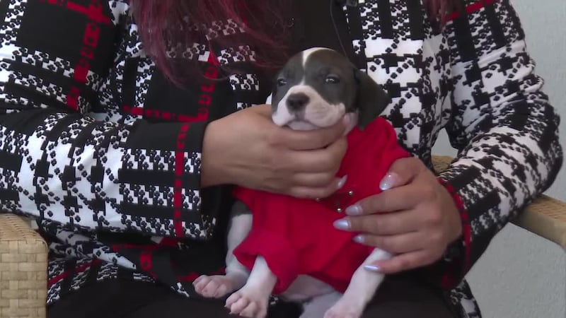 ¡Conoce a “Shakira” nuestra Mascota de la Semana!