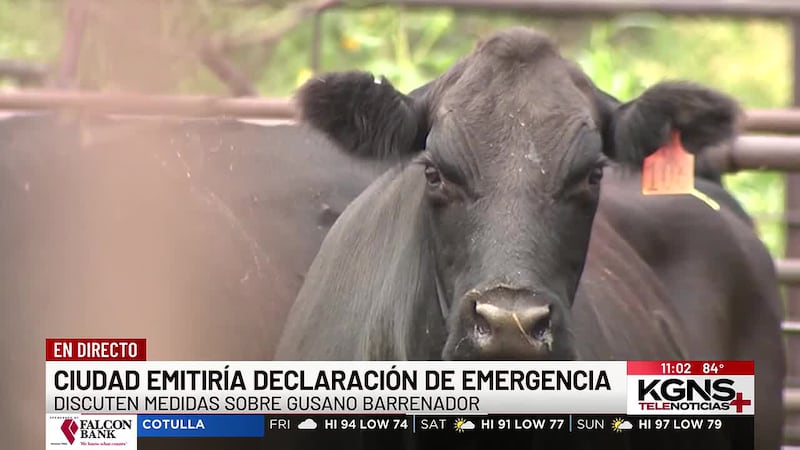 Autoridades de Laredo abordan amenaza del gusano barrenador y medidas de respuesta