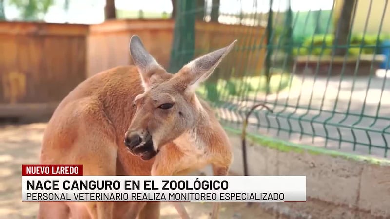 Nace canguro en zoológico de Nuevo Laredo