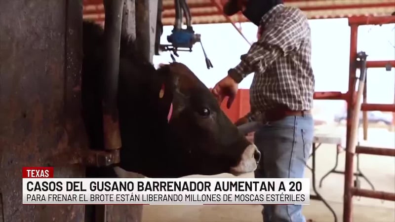 Aumentan a 20 casos de gusano barrenador en Estados Unidos