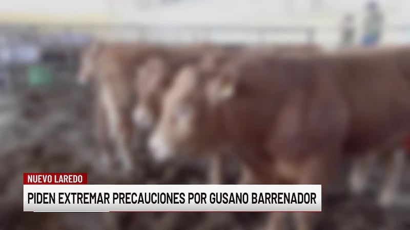 Piden extremar precauciones por presencia de gusano barrenador en Nuevo Laredo