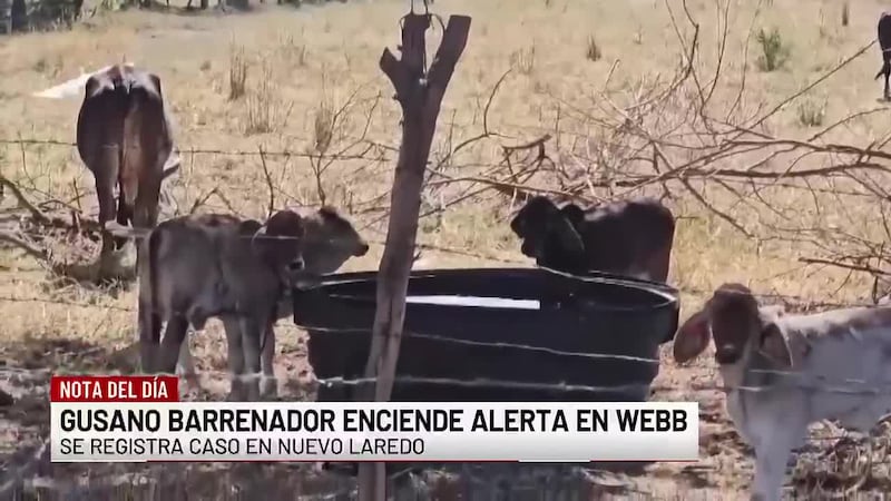 Condado de Webb refuerza vigilancia tras caso confirmado de gusano barrenador en Nuevo Laredo