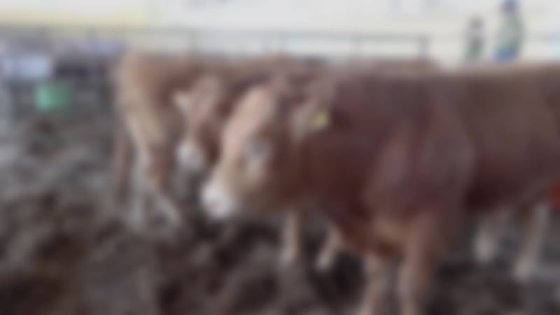 Confirman primer caso de gusano barrenador del Nuevo Mundo en Nuevo Laredo