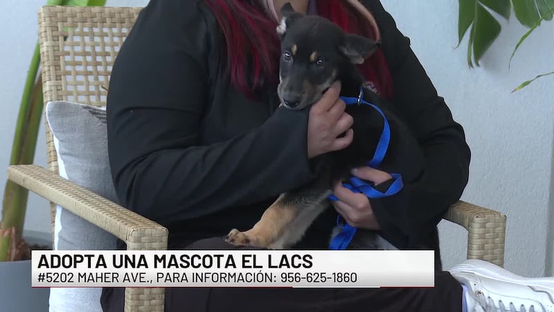 ¡Conoce a “Pinta” nuestra Mascota de la Semana!