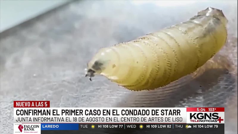 Confirman el primer caso de gusano barrenador en el Condado de Starr