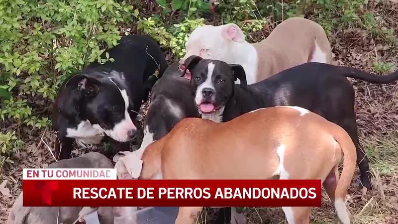 11 perros hallados abandonados bajo el calor en el centro de Texas; rescatista moviliza ayuda...