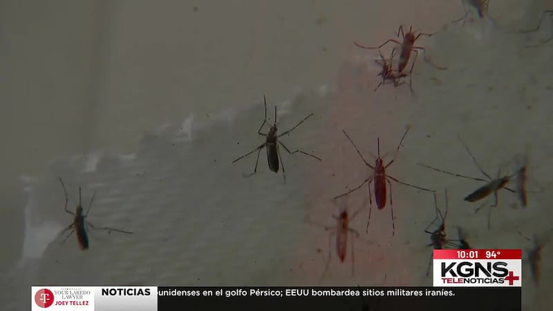Confirman presencia del virus del Nilo Occidental en muestra de mosquitos en Laredo