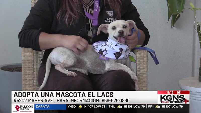 ¡Conoce a “Wilson” nuestra Mascota de la Semana!