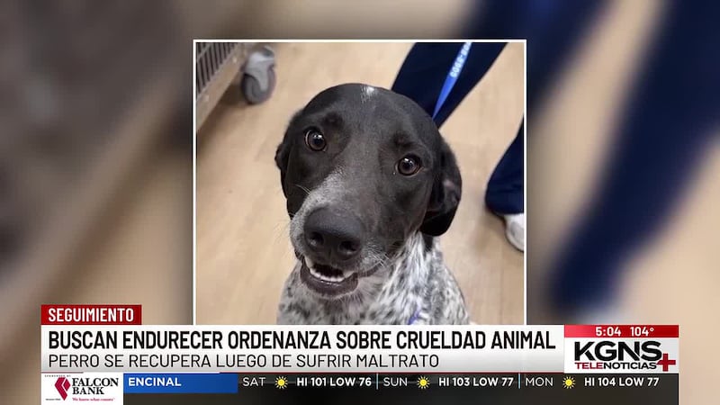 Ciudad de Laredo busca endurecer ordenanza sobre crueldad animal