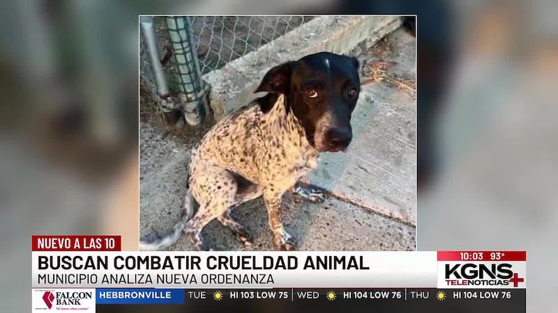 Laredo analiza nueva ordenanza tras caso viral de crueldad animal
