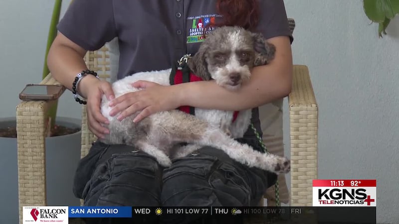 ¡Conoce a “Teddy” nuestra mascota de la semana!