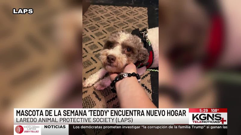Teddy encuentra hogar tras aparecer en "Mascota de la Semana"