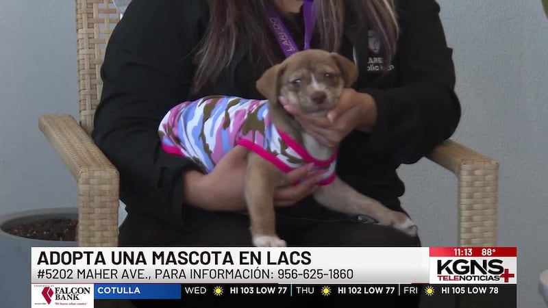 ¡Conoce a “Tillie” nuestra mascota de la semana!