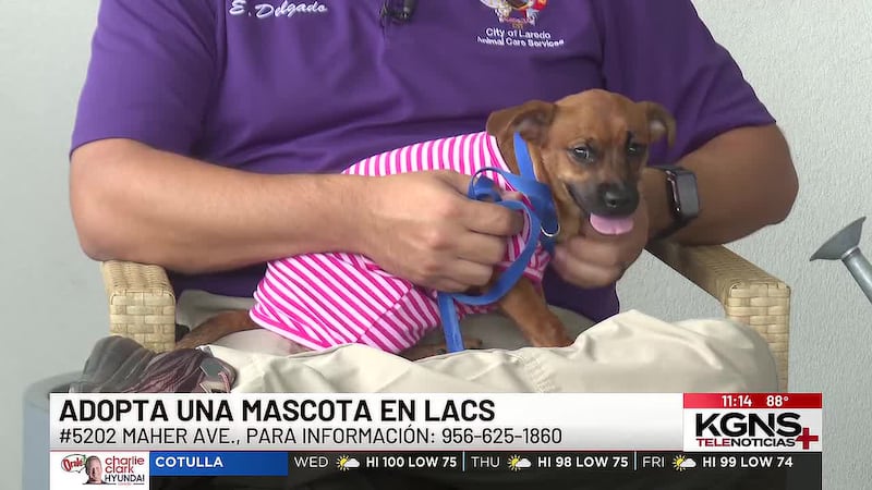 ¡Conoce a “Minnie” nuestra mascota de la semana!