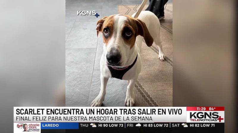 Scarlet tiene nueva familia tras aparecer en “Mascota de la Semana”
