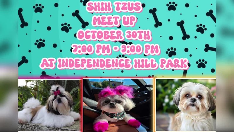 Invitan a evento para perros de raza “Shih Tzus” en parque Independence Hills
