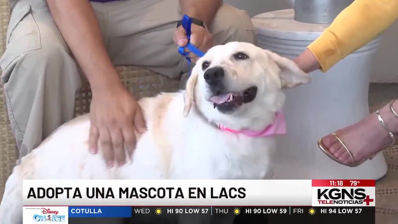 ¡Conoce a “Concha” nuestra Mascota de la Semana!