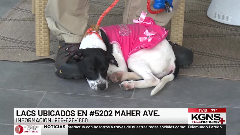 Conoce a “Dolly” nuestra Mascota de la Semana