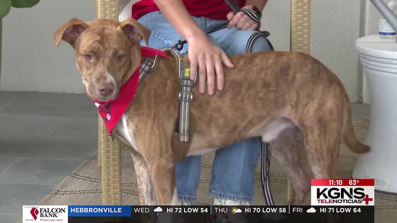 ¡Conoce a “Wero” nuestra Mascota de la Semana!