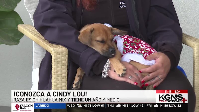 ¡Conoce a “Cindy Lou” nuestra Mascota de la Semana!