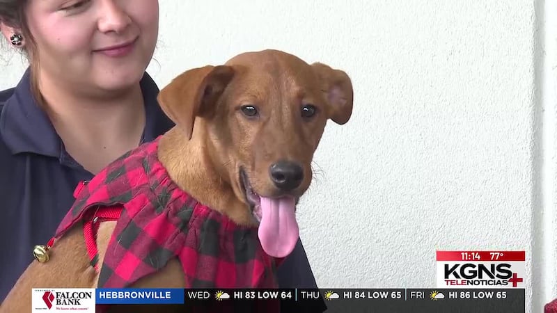 ¡Conoce a “Alfie” nuestra Mascota de la Semana!